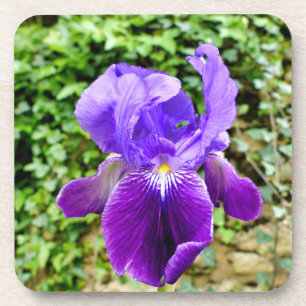Porta-copo Íris cardada
