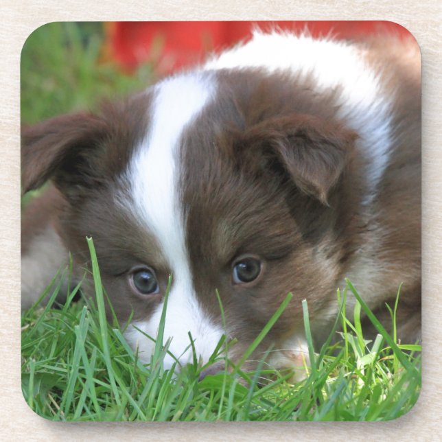 Porta-copo Islandhund (Frente)
