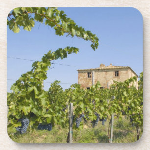 Porta-copo Itália, Toscana, Montepulciano. Uvas de vinho pro