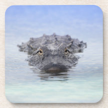 Jacaré Americano – Lake Apopka Wildlife Drive
