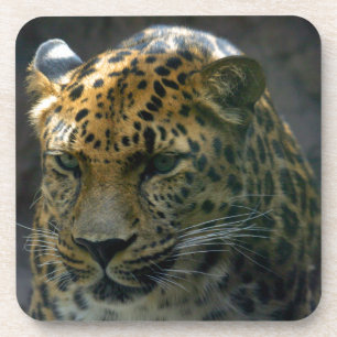 Porta-copo Jaguar