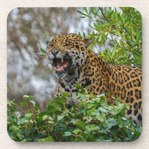 Porta-copo Jaguar Growth