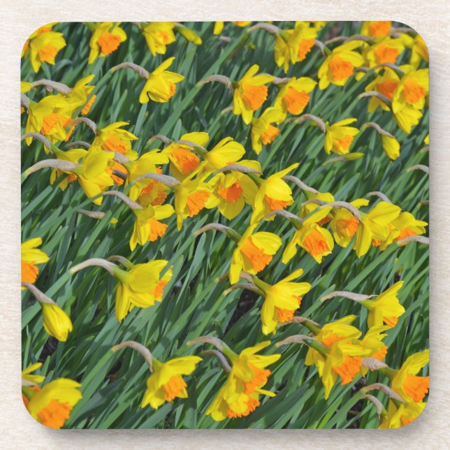 Porta-copo Jardim de daffodils primavera amarelo-claro (Frente)