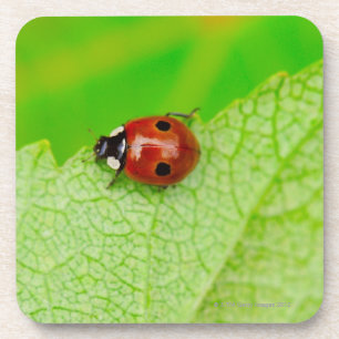 Porta-copo Joaninha que anda através de uma folha