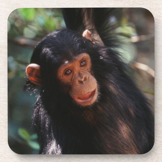 Porta-copo Jovem Chimpanzé (Frente)