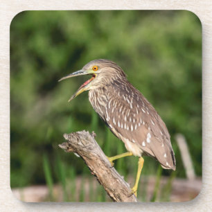 Porta-copo Juvenile Black Crowned Night Heron