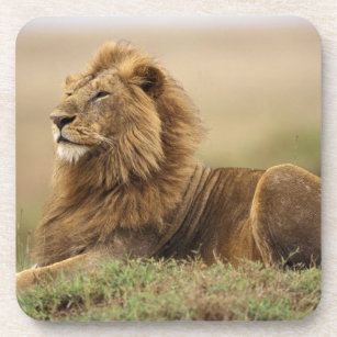Porta-copo Kenya, Masai Mara. Leão do homem adulto na térmita