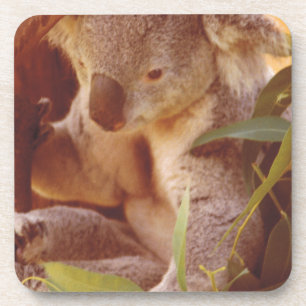 Porta-copo Koala Bear Love