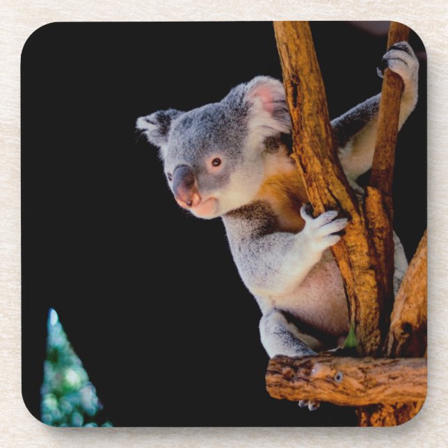 Porta-copo Koala Cute na Cinza (Frente)
