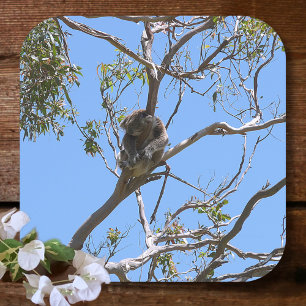 Porta-copo Koala Nap
