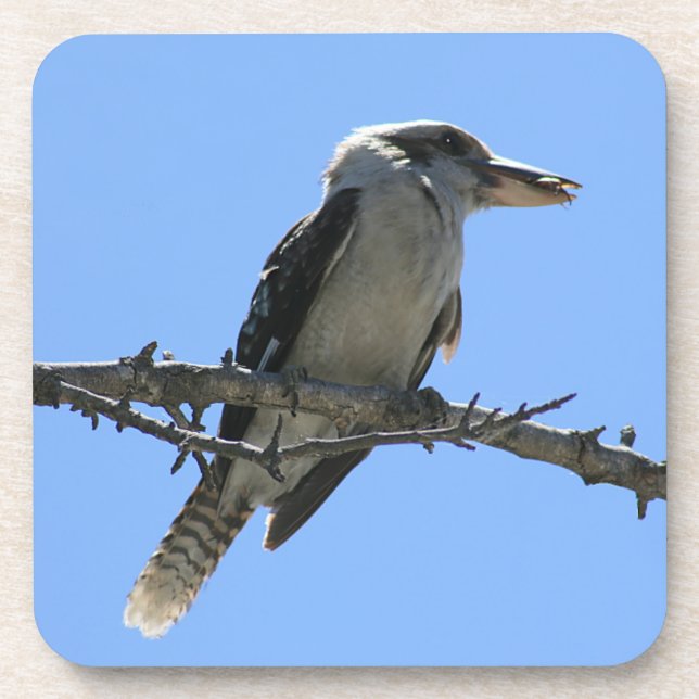 Porta-copo Kookaburra australiano (Frente)