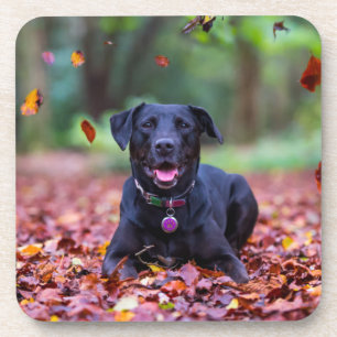 Porta-copo Labrador Negro Em Folhas De outono