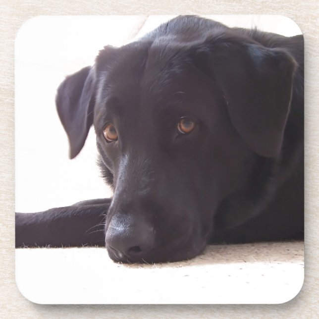Porta-copo labrador retriever (Frente)