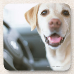Porta-copo Labrador retriever