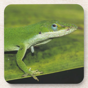 Porta-copo Lagartixa-verde, Anolis carolinensis, adulta em pa