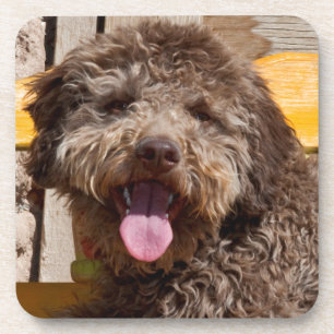 Porta-copo Lagotto Romagnolo Deitado Em Uma Bancada De Madeir