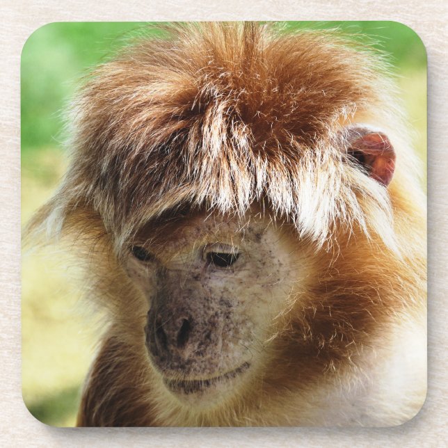 PORTA-COPO LANGUR MONKEY (Frente)