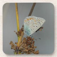 Laranja Branco Azul com Borboleta Preta