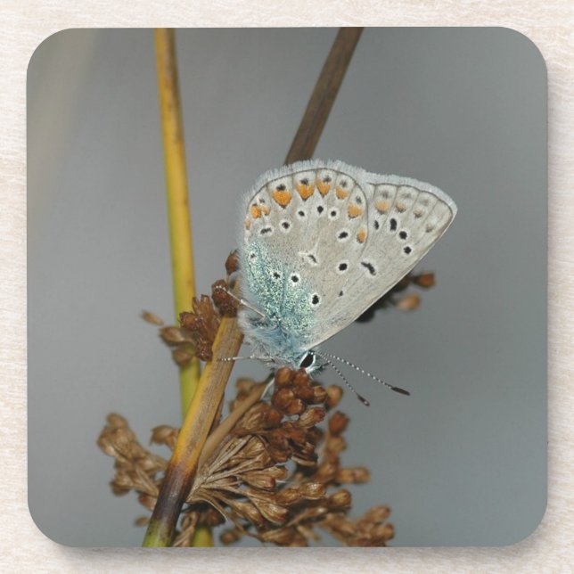 Porta-copo Laranja Branco Azul com Borboleta Preta (Frente)