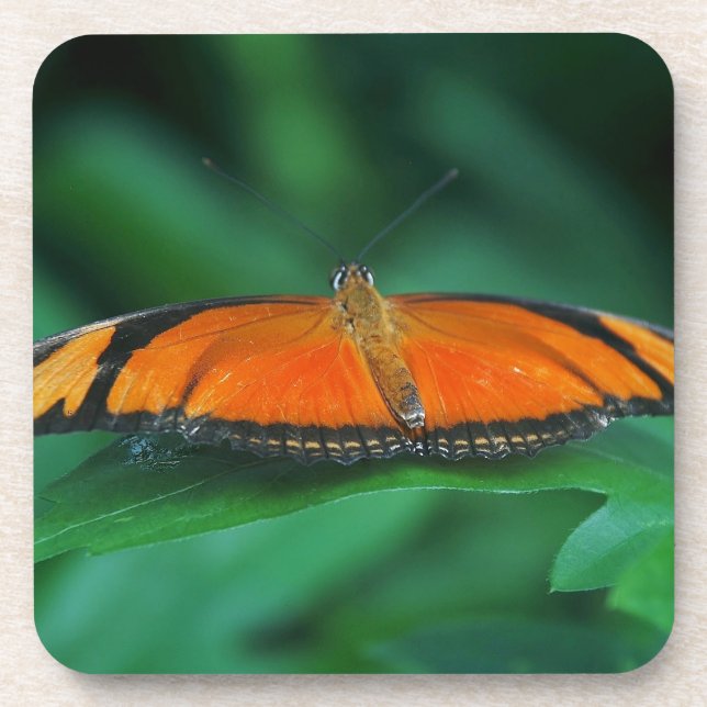 Porta-copo Laranja Brilhante e Borboleta Negra em Folha (Frente)