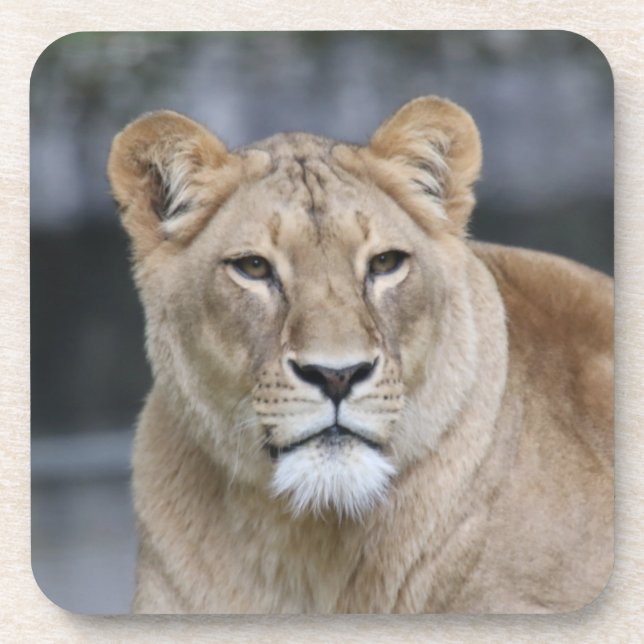 Porta-copo Leão 004 (Frente)