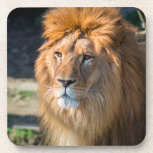 Porta-copo Leão 013