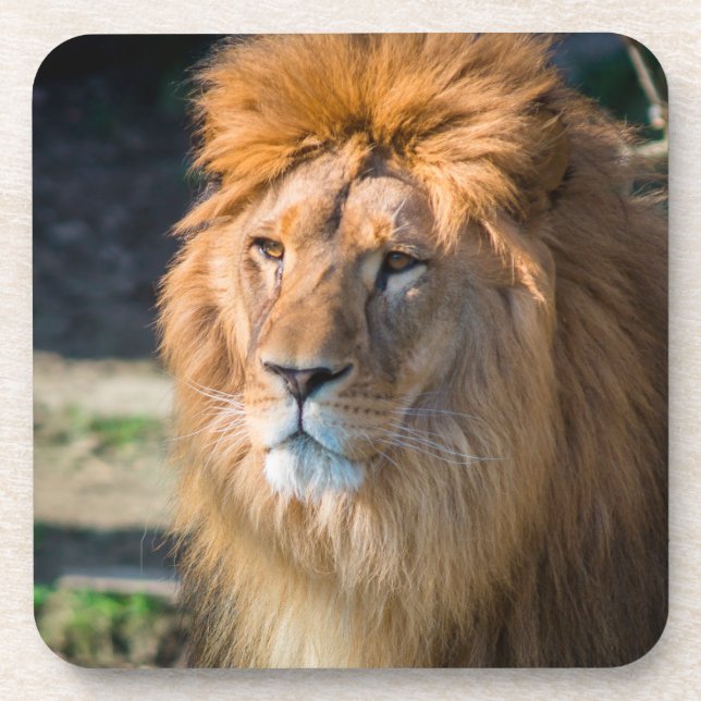 Porta-copo Leão 013 (Frente)