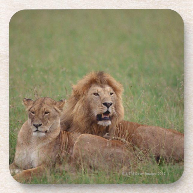 Porta-copo Leão 2 (Frente)