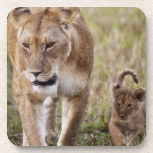 Porta-copo Leão fêmea com filhote (Panthera Leo) como visto