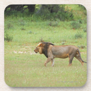 Porta-copo leão masculino de passeio, Panthera leo, Kgalagad