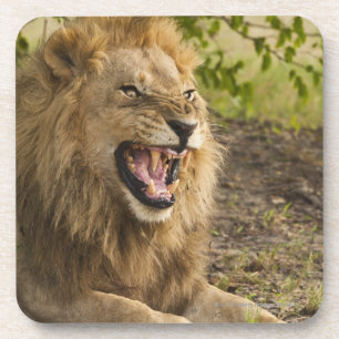 Porta-copo Leão masculino que snarling (Panthera leo),