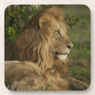 Porta-copo Leão, Panthera leo, Lower Mara, Masai Mara GR,