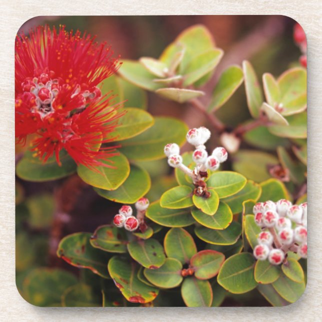 Porta-copo Lehua Blossoms No Havaí (Frente)