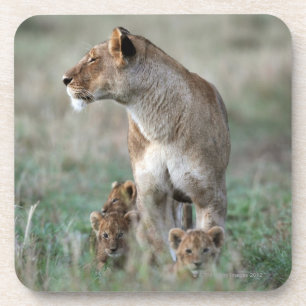 Porta-copo Leoa (Panthera leo) e filhotes, Masai Mara