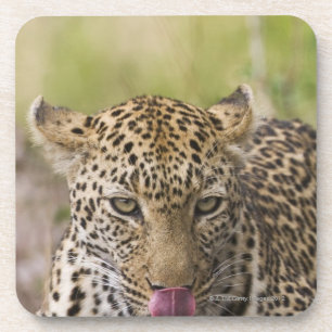 Porta-copo Leopardo