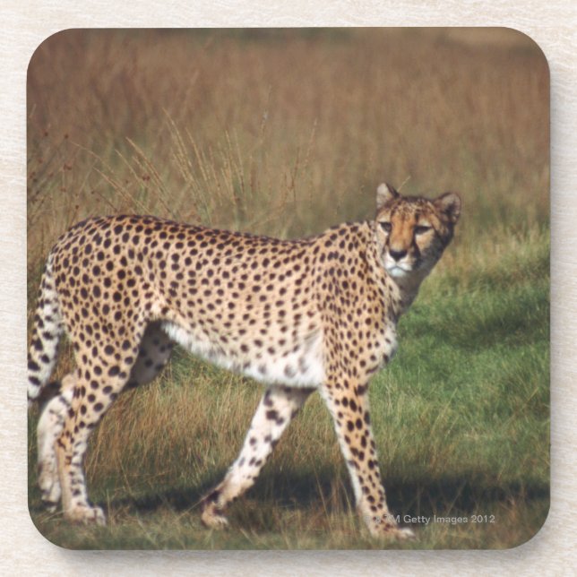Porta-copo leopardo 3 (Frente)