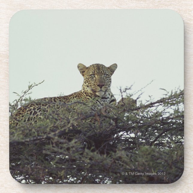 Porta-copo Leopardo africano (Frente)