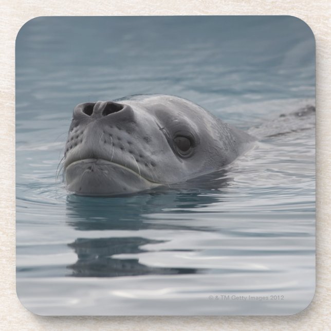 Porta-copo leopardo do selo que nada (Frente)