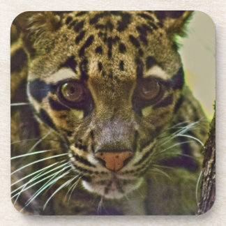 Porta-copo Leopardo nublado
