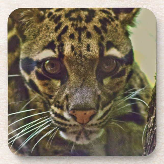 Porta-copo Leopardo nublado (Frente)