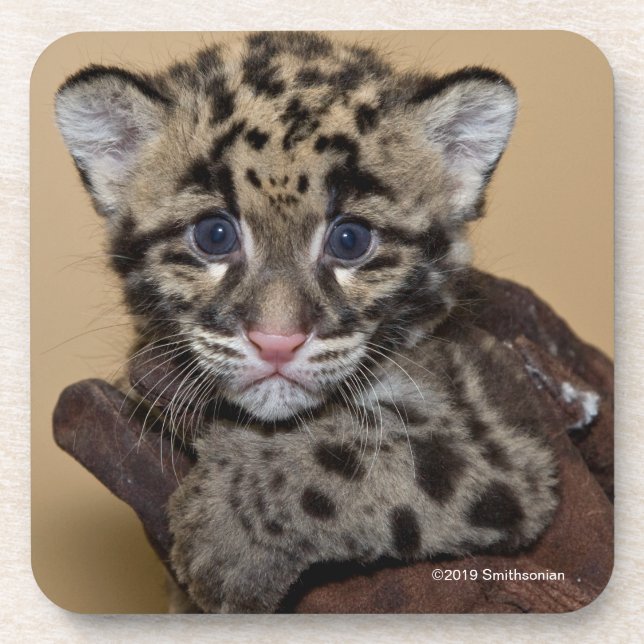 Porta-copo Leopardo nublado Cub (Frente)
