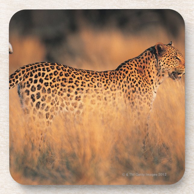 Porta-copo Leopardo (pardus do Panthera) (Frente)