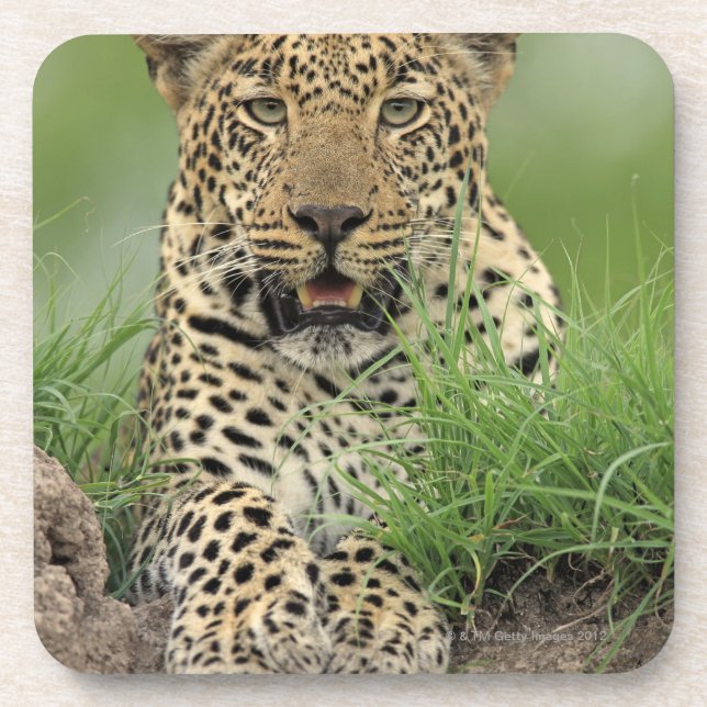 Porta-copo Leopardo, pardus do Panthera, jogo de Sabi Sabi (Frente)