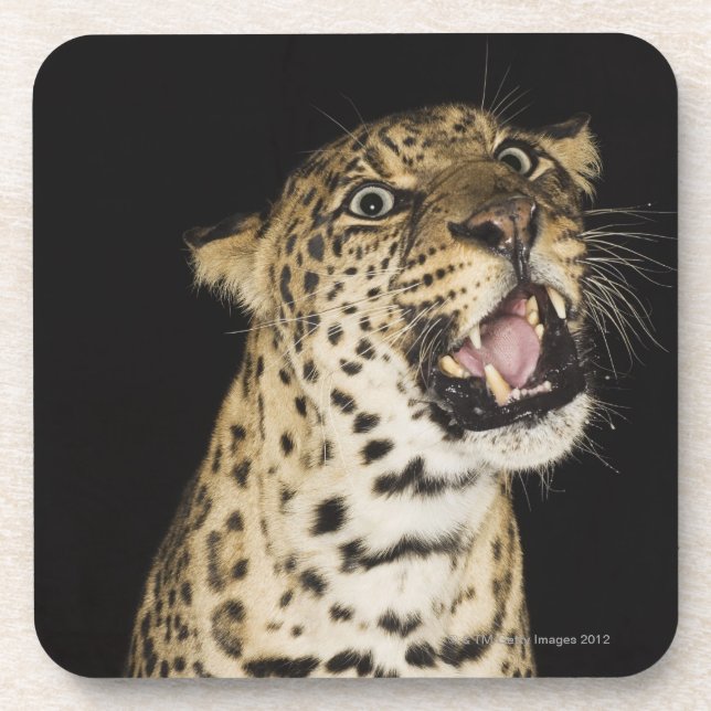 Porta-copo Leopardo que ruje (Frente)