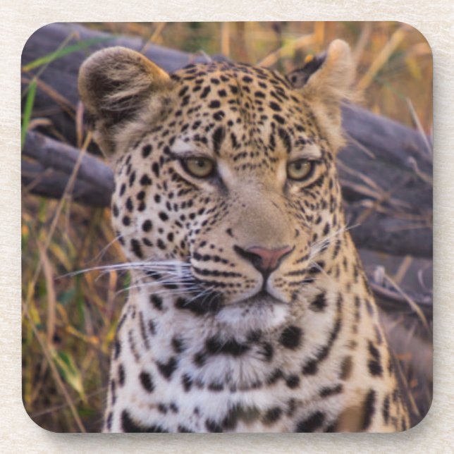 Porta-copo Leopardo sentado, Botsuana, África (Frente)