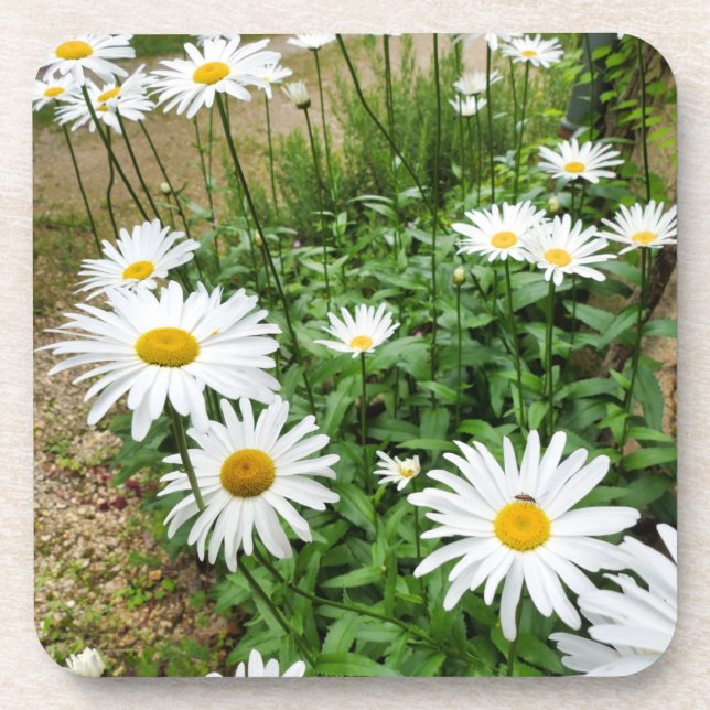 Porta-copo Leucanthemum Blooms (Frente)