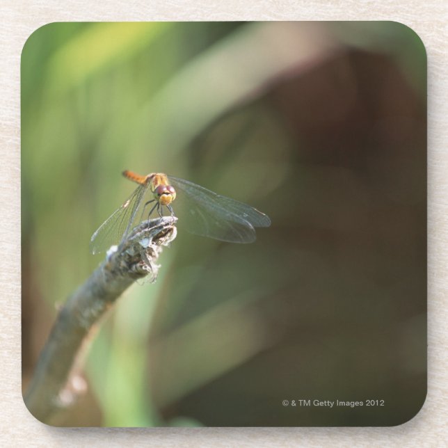 Porta-copo Libélula 5 (Frente)