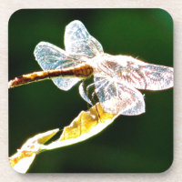 libélula transparente