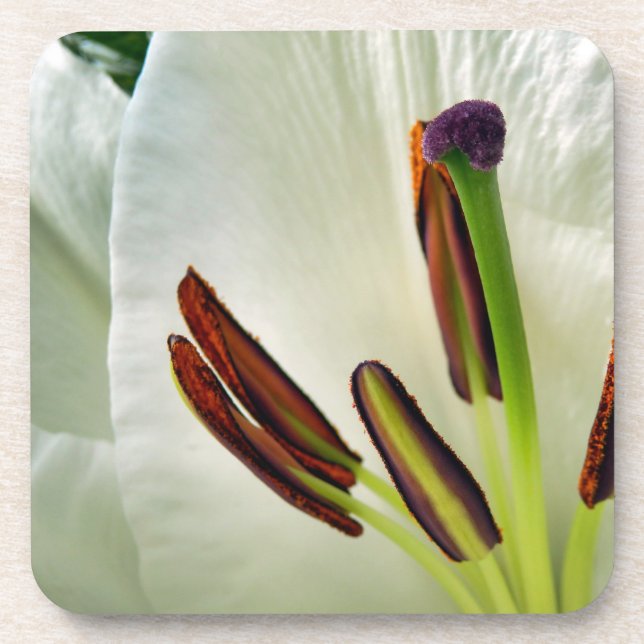 Porta-copo Lilium Oriental White (Frente)