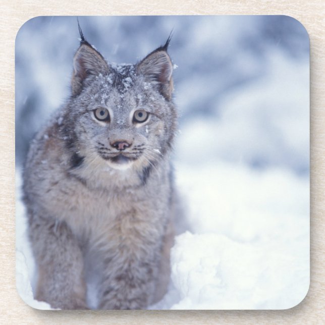 Porta-copo Lince na neve nos contrafortes (Frente)